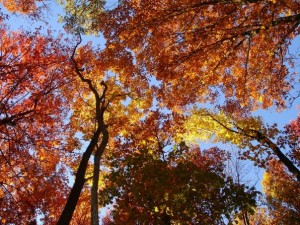 Golden Canopy Ablaze in the BlueRidge Mountains