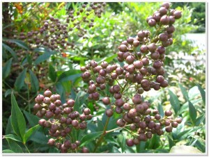 WHBC Shrubbery