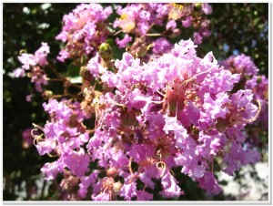 WHBC Crepe Myrtles