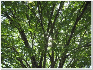 Lush WHBC Trees